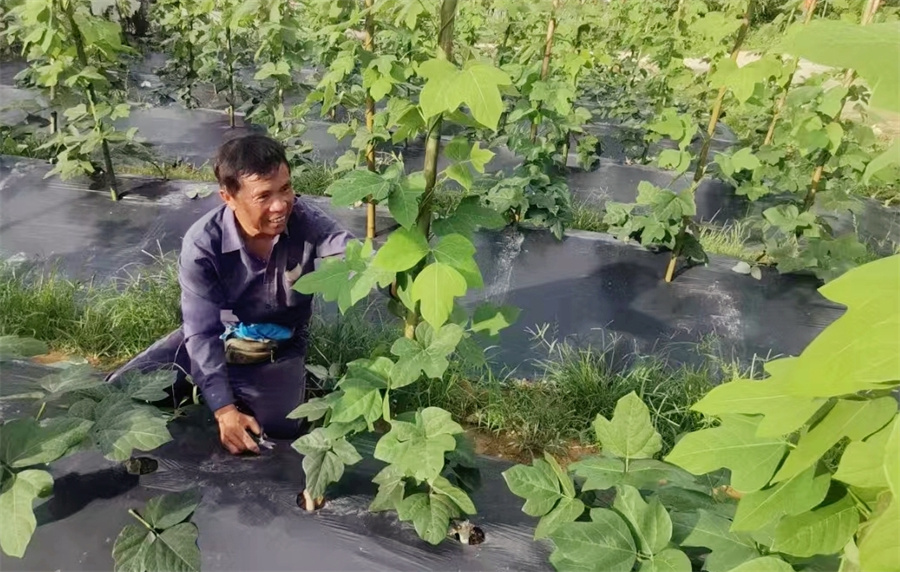 村民种植产业_.jpg