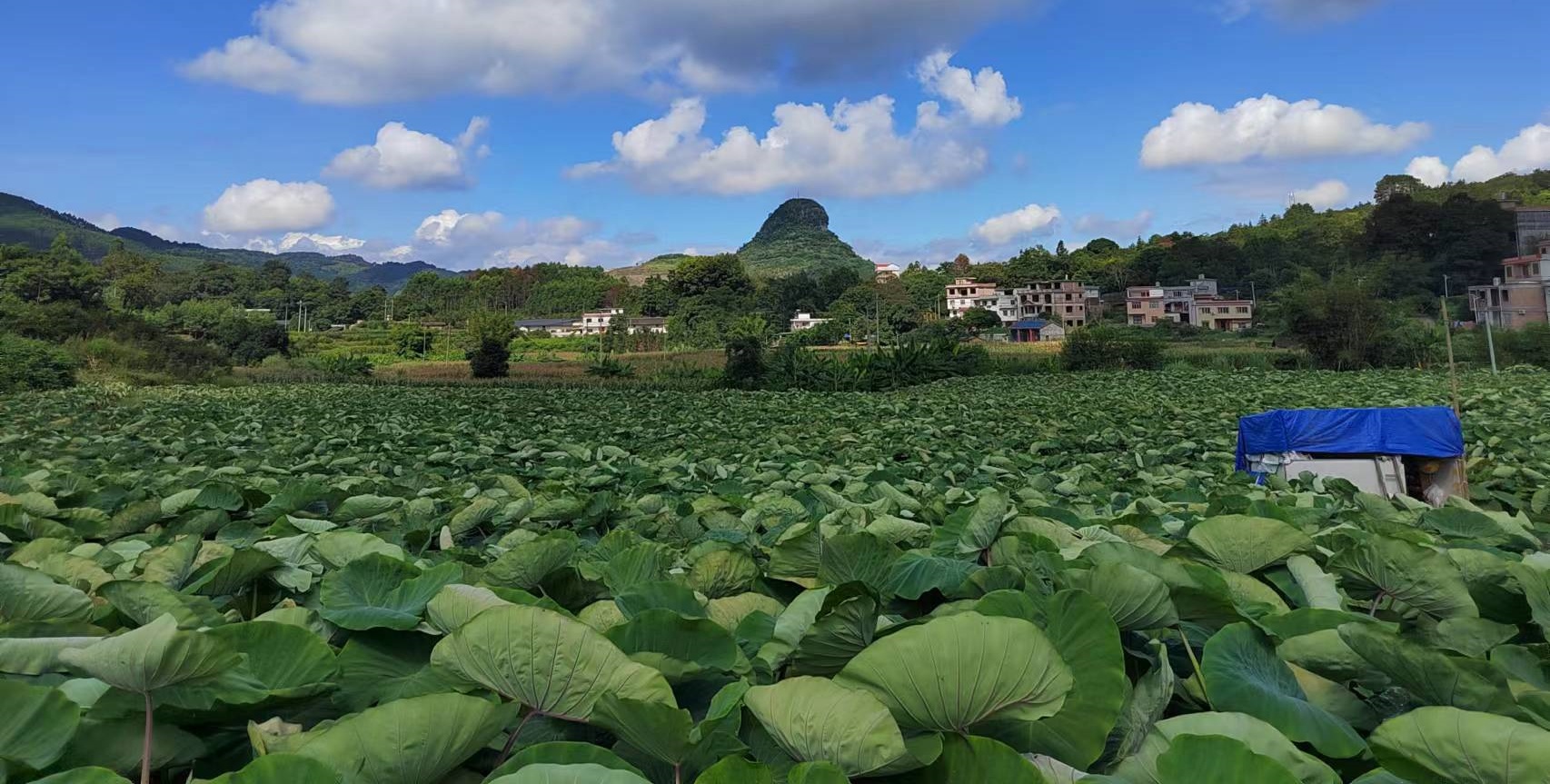 香芋种植_副本.jpg