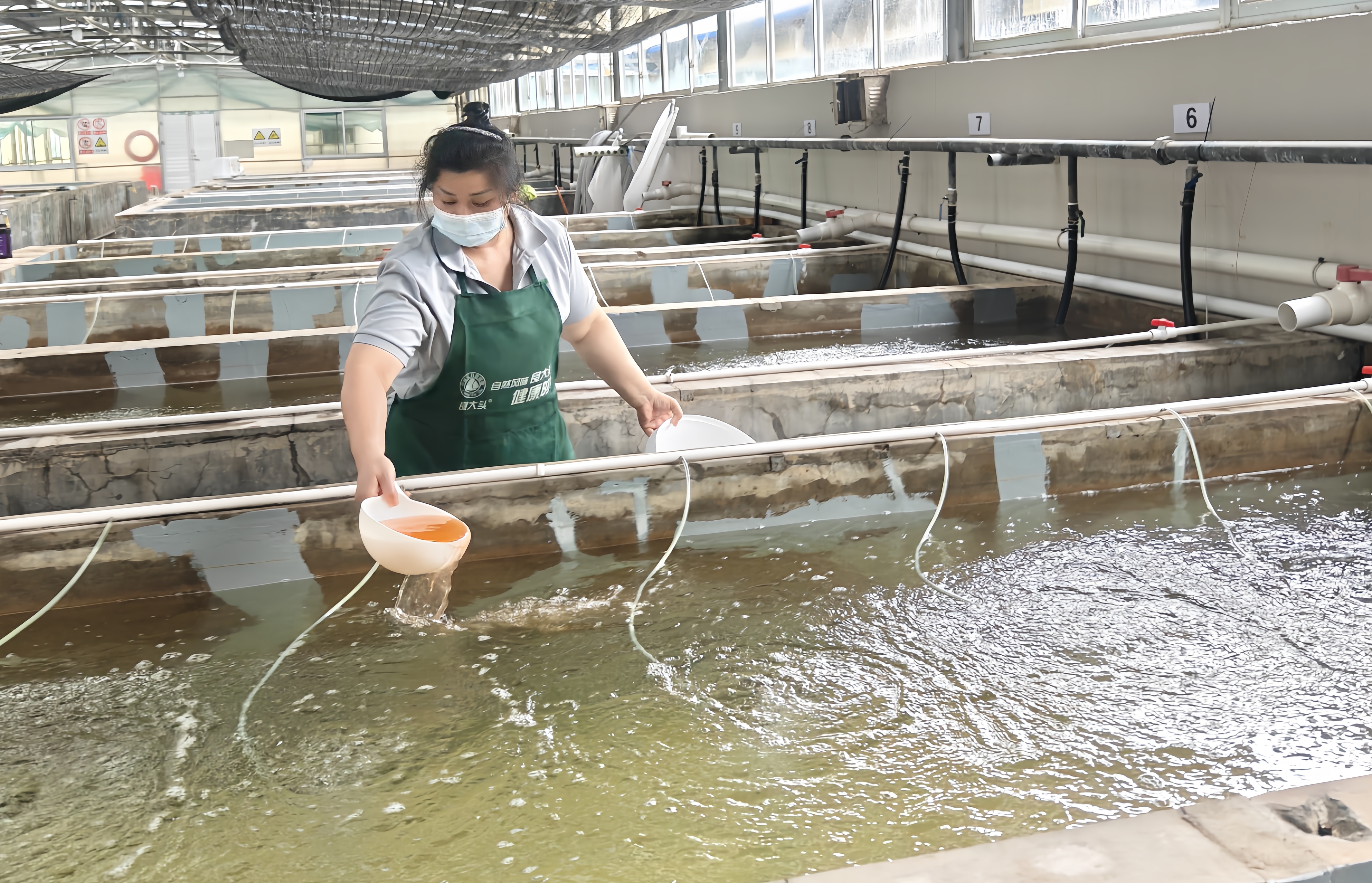 喜讯!粮科所公司首批罗氏沼虾苗成功上市